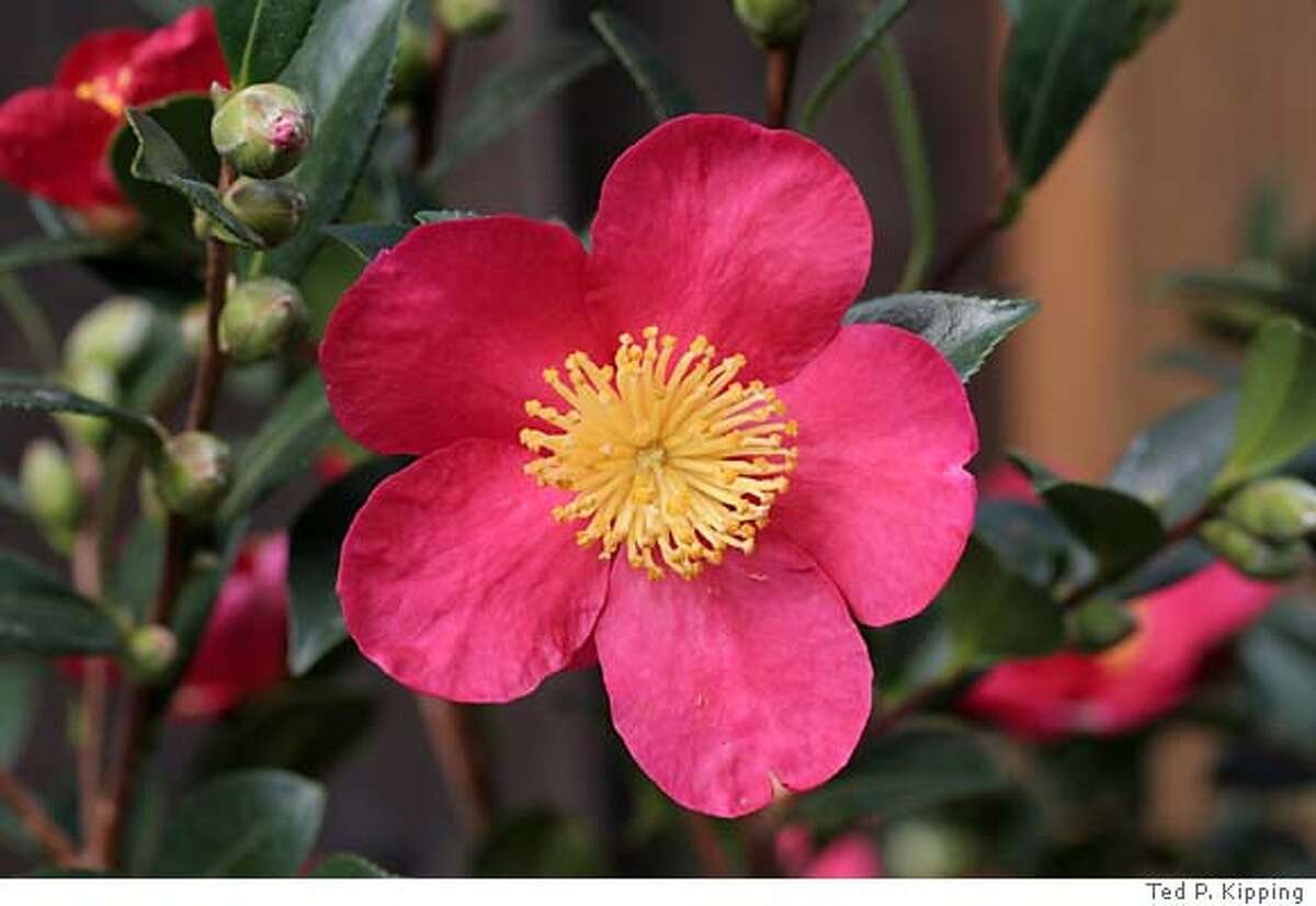 Happy blooming New Year! / Camellias, hellebores, winter hazel can