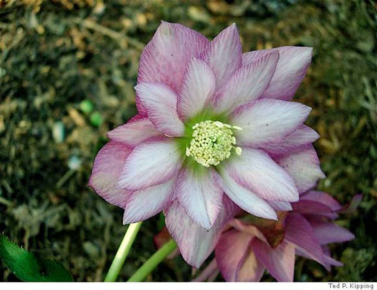 Happy blooming New Year! / Camellias, hellebores, winter hazel can