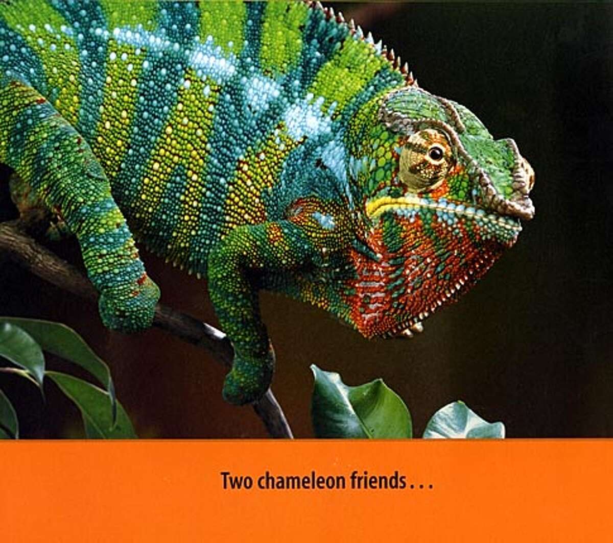 From Chameleon, Chameleon BookReview#BookReview#Chronicle#06-26-2005#ALL#2star#e6#0423032655