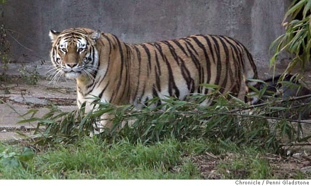 Horrified zoogoer recalls tiger attack / Keeper's mauling a reminder ...