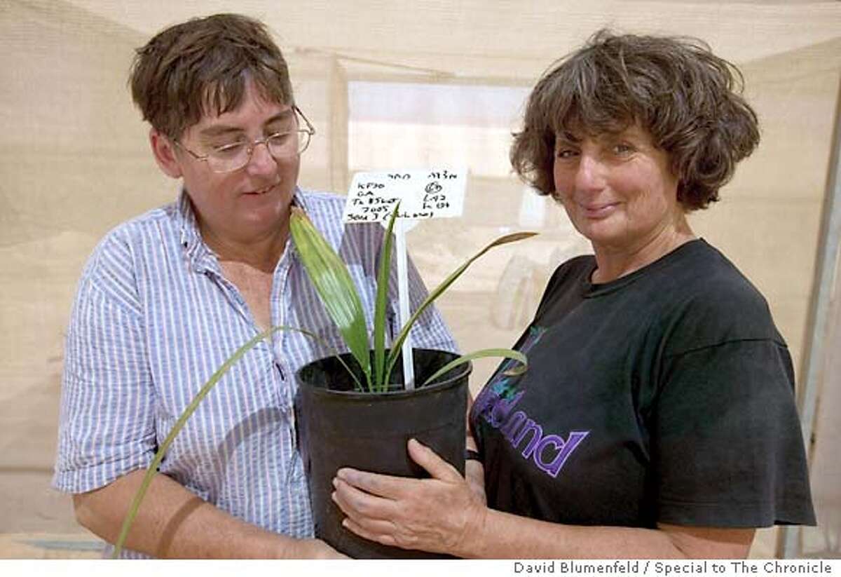 Kibbutz Katura, Israel: June 9, 2005: Dr. Elaine Solowey (left) and Dr. Sarah Solowey (right) holding the date tree that was succesfully germenated from a 2000 year old seed found on the ancient Jewish Archeological site of Masada. Photo by David Blumenfeld/Special to The Chronicle