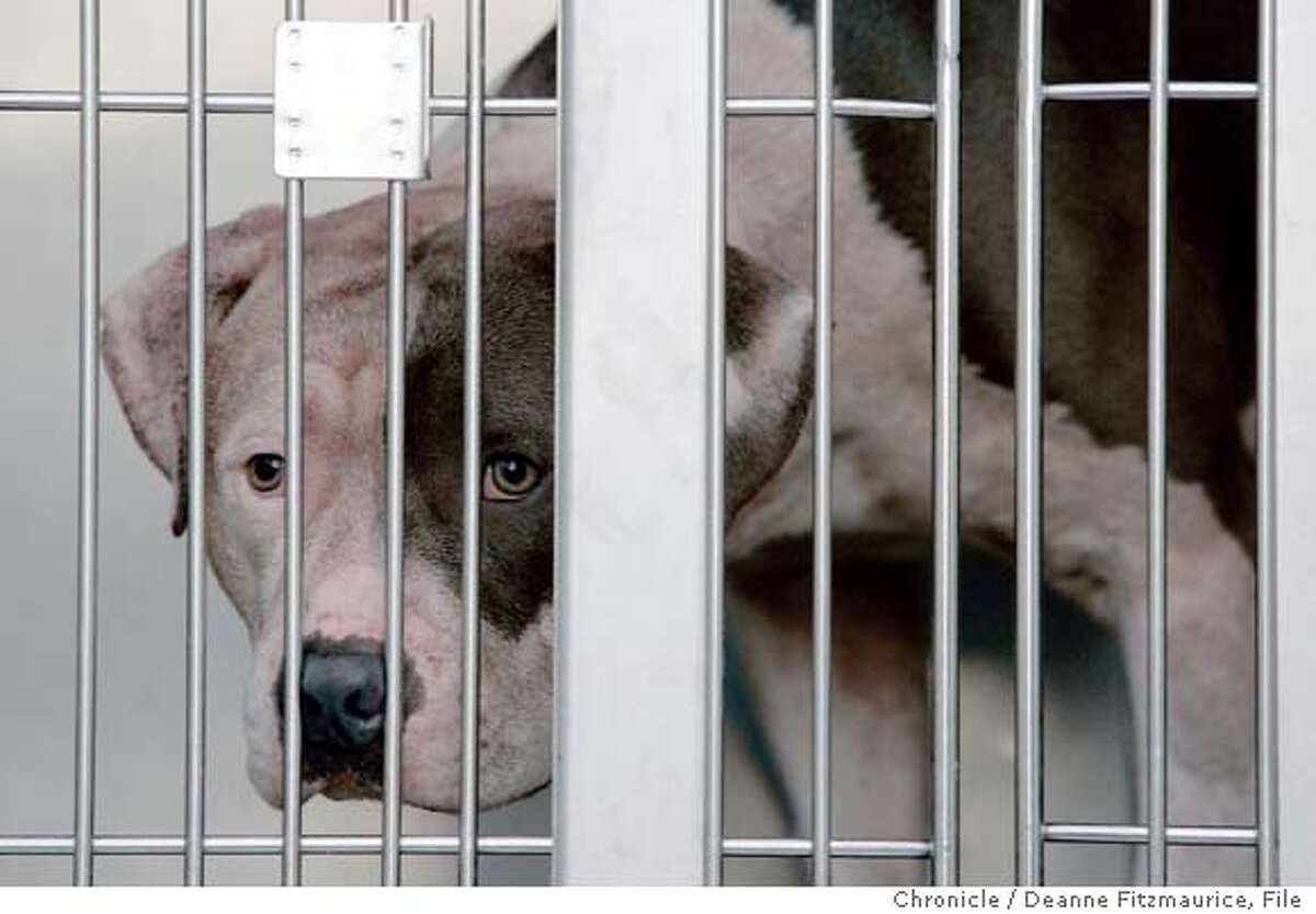 Mother shut boy in basement to protect him from pit bull