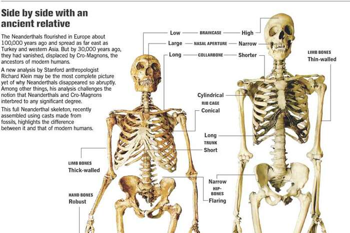 neanderthal vs cro magnon