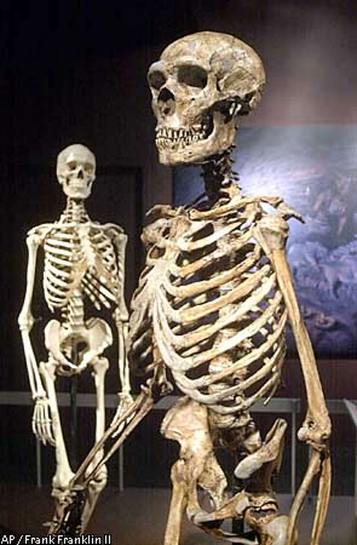 A reconstructed Neanderthal skeleton, right, and a modern version of a Homo sapiens skeleton are on display at the Museaum of Natural History Wednesday, Jan. 8, 2003 in New York. The Neanderthal skeleton, reconstructed from casts of more than 200 Neanderthal fossil bones, is part of the museum's exhibit called "The : Treasures from the Hills of Atapuerca." (AP Photo/Frank Franklin II)