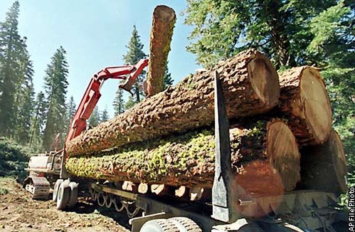 Главное богатство тайги древесина