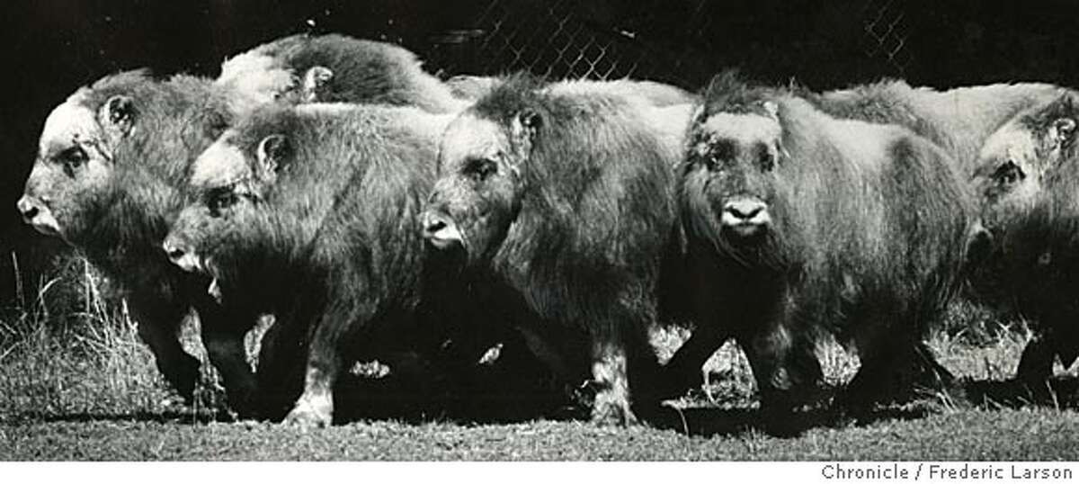 SFPAST03 S.F. Zoo gets 9 new oxen. Photo by Fred Larson, 1980