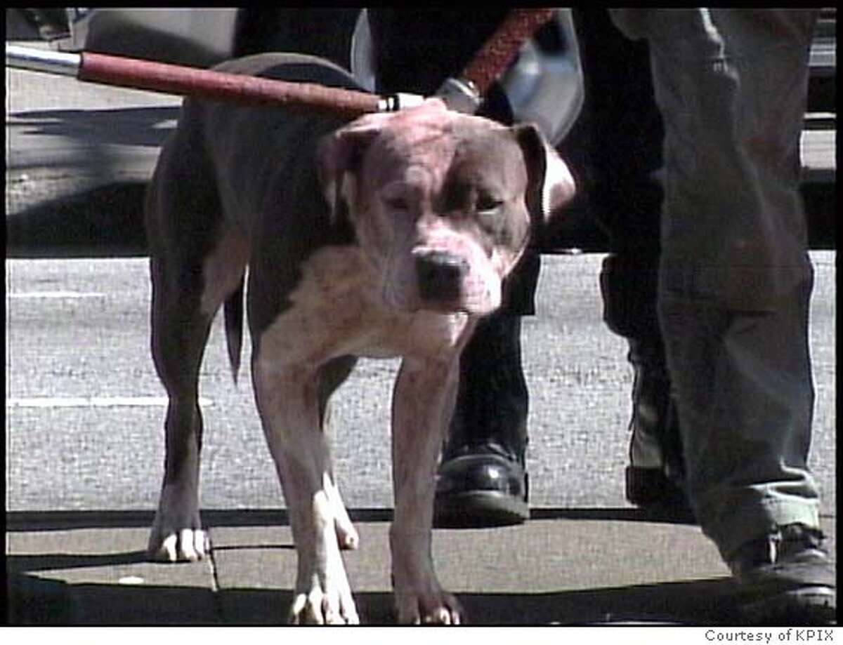 S F Boy 12 Killed By His Family S Pit Bulls Shocked Inner Sunset   1200x0 