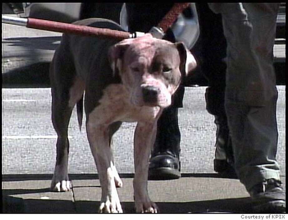 S.F. boy, 12, killed by his family's pit bulls / Shocked Inner Sunset ...