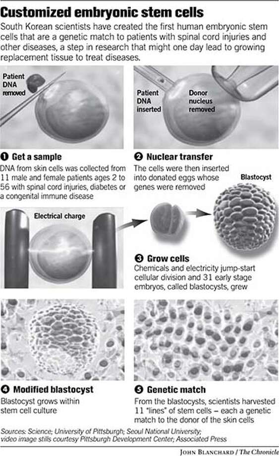 moderna embryonic stem cells