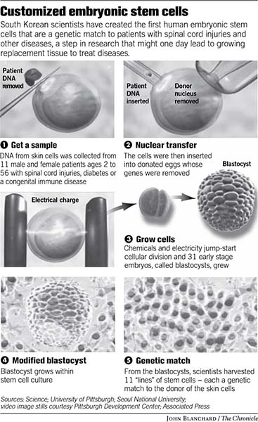 Major Advance In Stem Cell Research Controversial Step In Regenerative Medicine Reported 9304