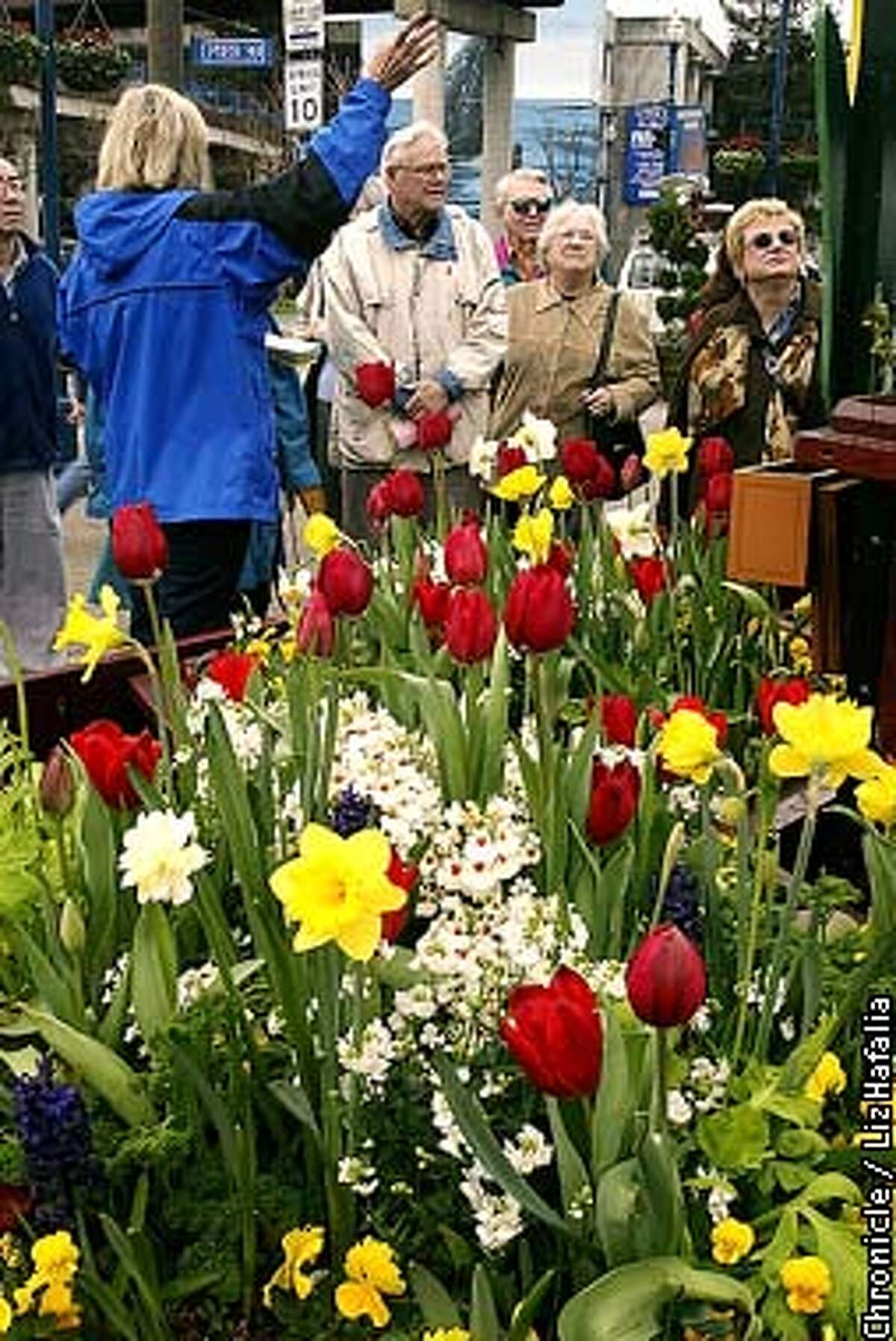 Tulips spring to life early this year / Pier 39's Tulipmania brings on