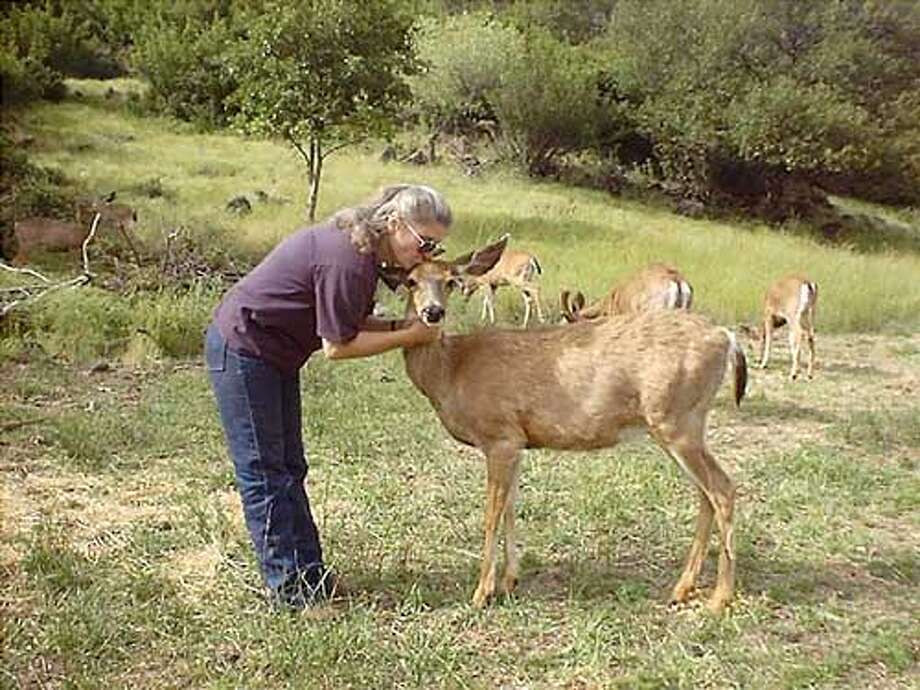 Deer Feeder Puts Fawns Before Freedom Unbowed And Unrepentant