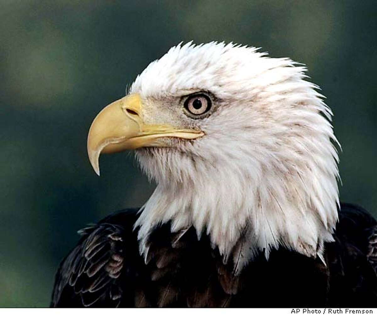 Bald eagles close up -- and close by / Boat tours near Fresno offer ...