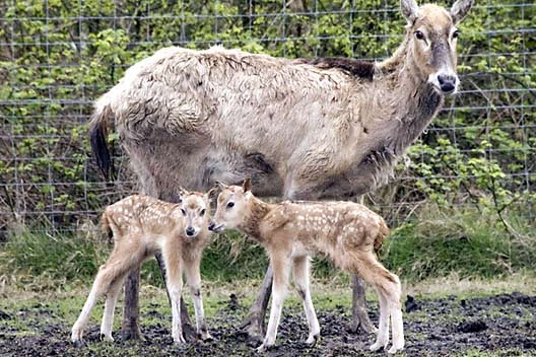 Project to save rare deer wins China conservation award / Government open  to better relations with activists