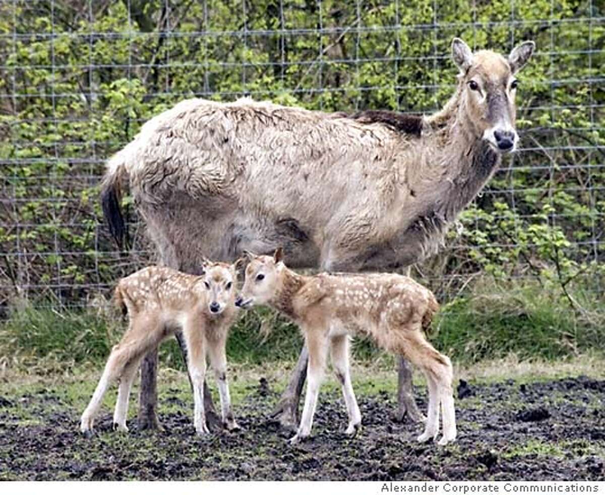 Undated picture shows twin fawns and their mother which are believed to be the first twin Pere David deers born in captivity at Knowsley Safari Park, in Merseyside. Baby Mi-Lu, only a few weeks old was rejected by its mother and has been adopted by a pair of dogs it was announced 28 April 2005. Pere David deer are originally from the China swampland where they were discovered in 1865 by the French missionary and explorer, Pere Armand David. AFP Photo/Alexander Corporate Communications (Photo credit should read STR/AFP/Getty Images) Ran on: 05-19-2005 The twin fawns produced by this doe are believed to be the first twin Pere Davids deer born in captivity in a park in England. Ran on: 05-19-2005 Endangered Pere Davids deer, which were reintroduced to China Ran on: 05-19-2005 Endangered Pere Davids deer, which were reintroduced to China