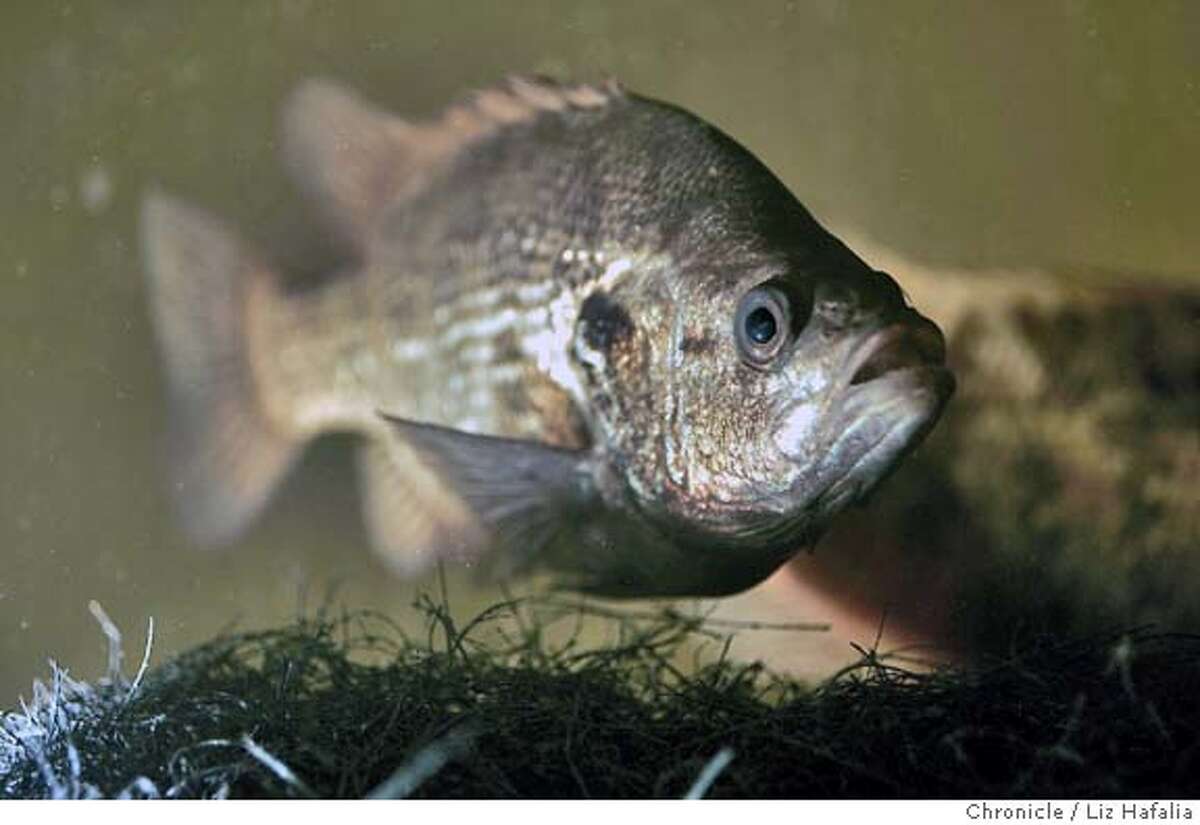 Contra Costa County New Ally Against Nile Virus Biologist Breeds Rare Native Fish That Has A Taste For Mosquito Larvae