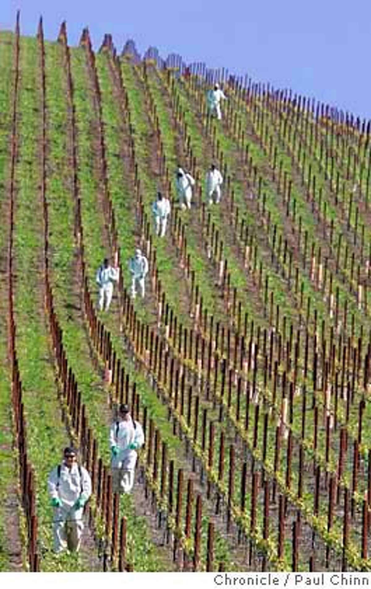 verticalvineyard_107_pc.jpg Clos de la Tech Winery on 4/15/05 in La Honda, CA. Bankrolled by Cypress Semiconductor's TJ Rodgers and his partner Valeta Massey, the vineyard is laid out on an incredibly steep slope on Langley Hill. But some of the vineyard's steepest slopes lie directly above La Honda's sole year-round water supply and residents there worry that a landslide could wipe out their lifeline. PAUL CHINN/The Chronicle MANDATORY CREDIT FOR PHOTOG AND S.F. CHRONICLE/ - MAGS OUT