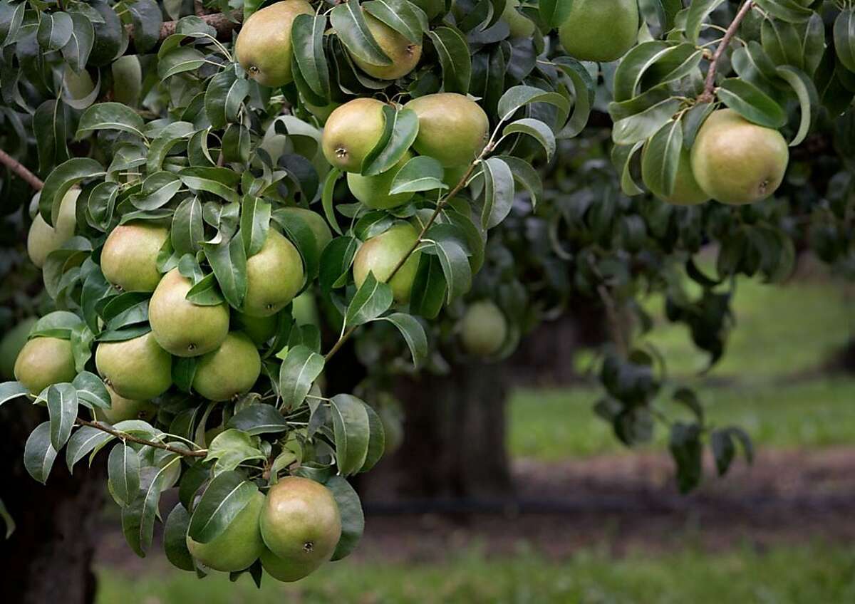 Pear fruit trees best Bay Area bet