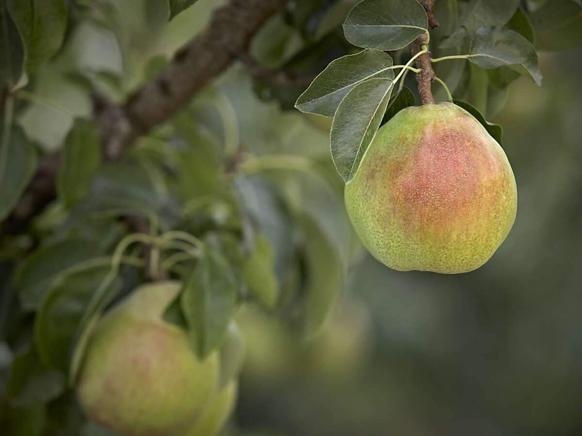 Pear fruit trees best Bay Area bet