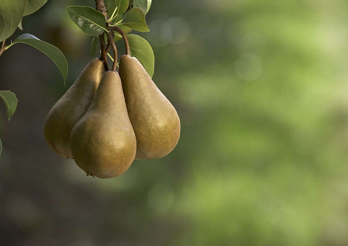 Pear fruit trees best Bay Area bet
