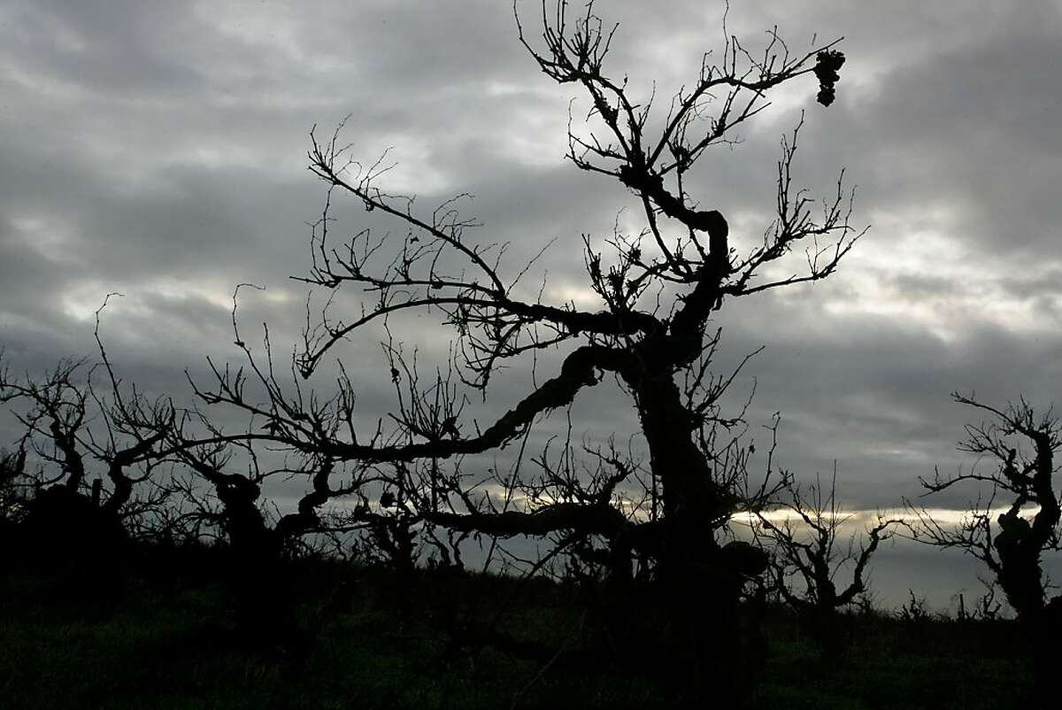 The Ghost vineyard has some of the oldest vines in the county in Acampo near Lodi on December 13, 2006.