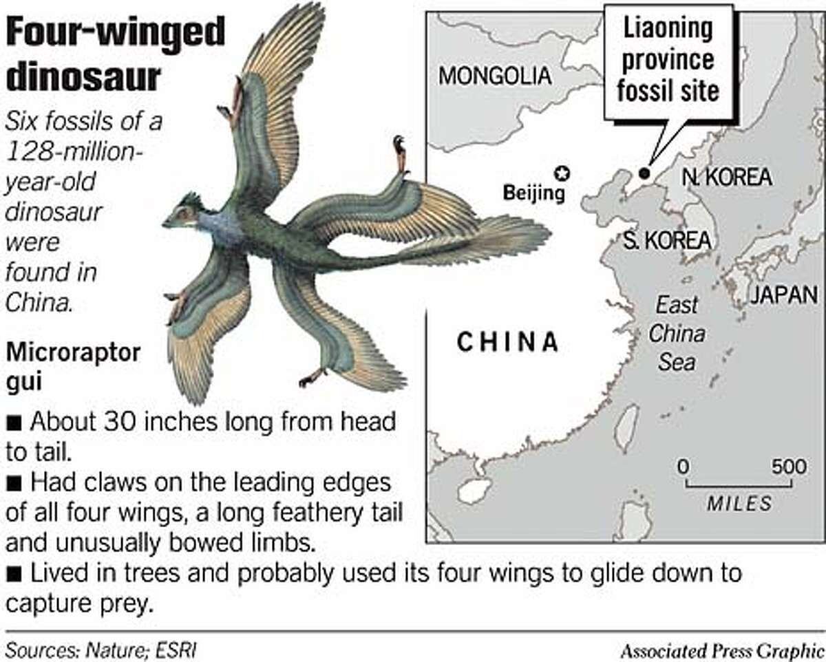 Four-Winged Dinosaur. Associated Press Graphic