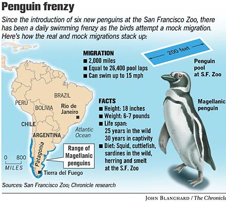 Pinguine in Chile & Argentinien (Infografik)