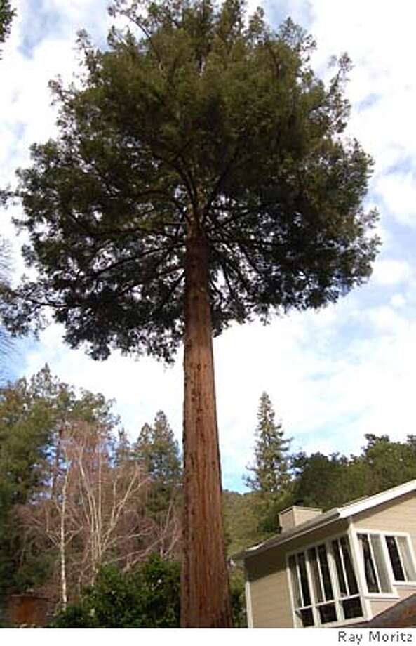 Redwoods dropping branches a common problem without an easy fix SFGate