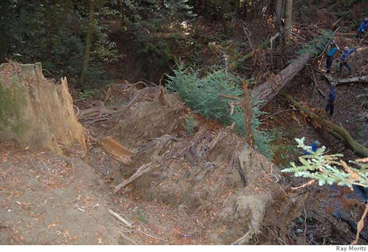 Redwoods dropping branches a common problem without an easy fix