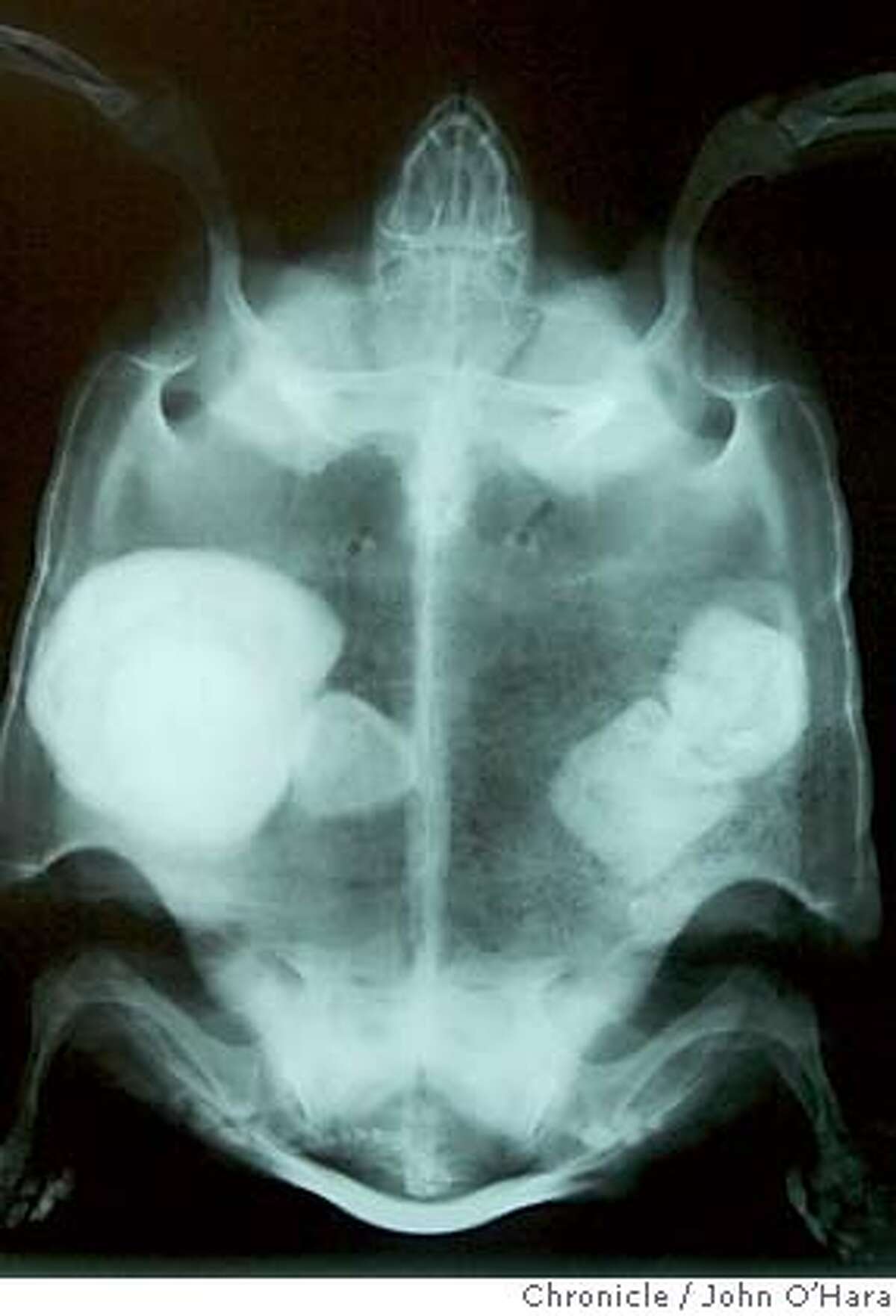 San Francisco Zoo. X-Ray of tortoise with stones showing , left and right Tortoise undergoes major surgery to remove bladder stones. Cactus, a 40 year old +- desert tortoise. This tortoise had four bladder stones. The stones were first discovered in 1994. Dr. Freeland Dunker with X-Rays and stones in lab. Megan Morse, An education specialist with "Cactus" showing the FIBERGLASS bandage where the surgery took place. It takes approx. two years to heal from the surgery. The stones collectivley weight 553 G. total