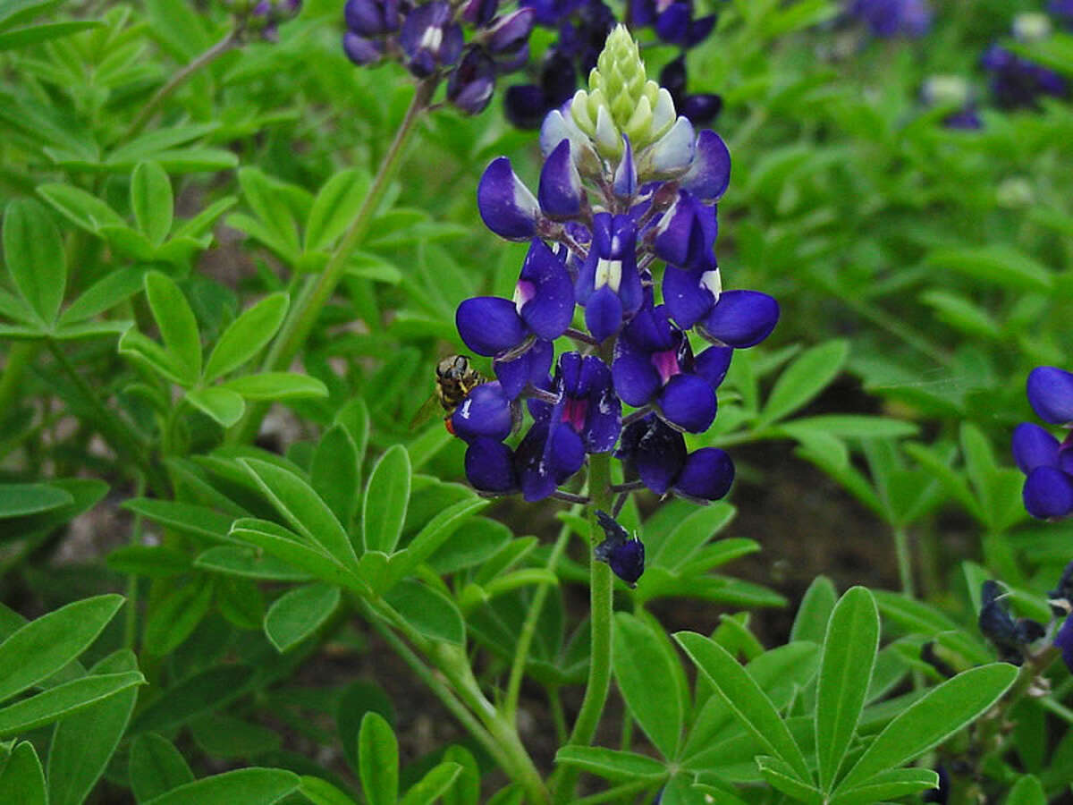 Plant bluebonnets now to get a burst of color this spring.