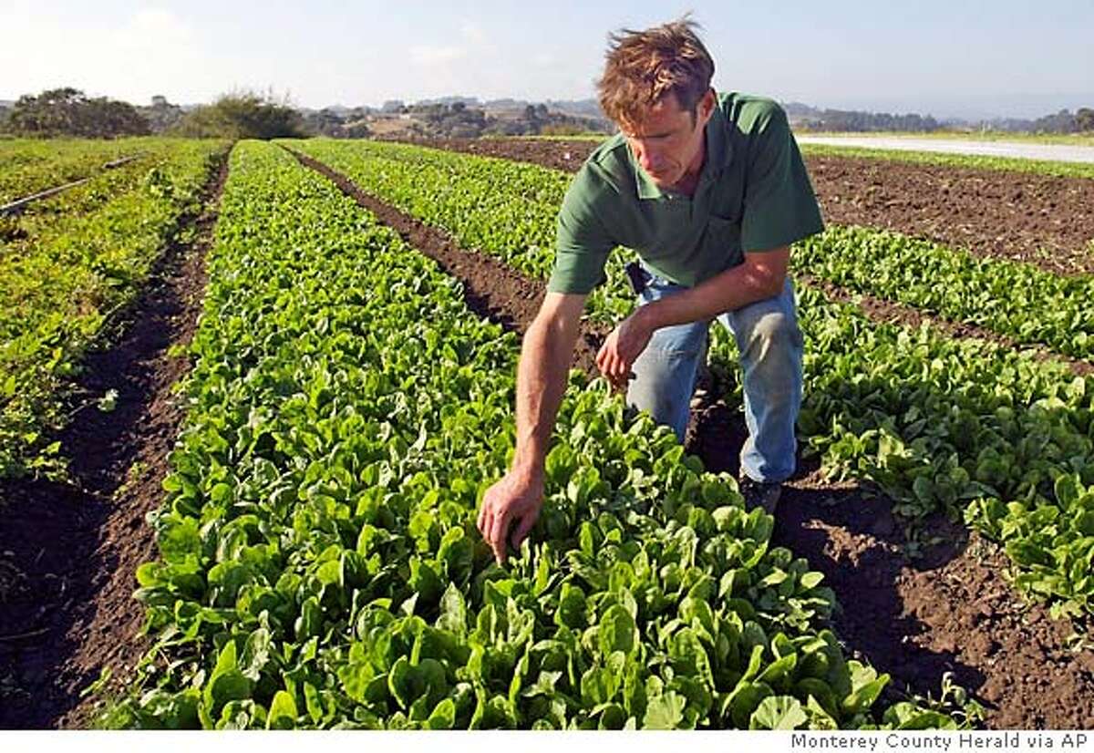Stephen Pedersen of High Organic Farm in Watsonville looks over his crop of organic spinach. He and other small farmers are concerned about the proposed new rules aimed at preventing more E.coli 0157 breakouts due to contaminated greens. Associated Press photo, 2006, by Vern Fisher