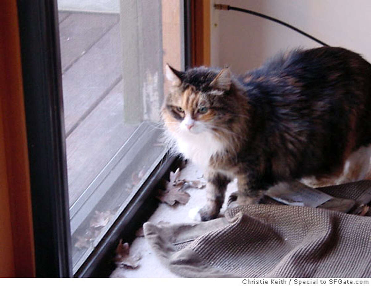 Daphne at the screen door. Photo by Christie Keith, special to SFGate.com