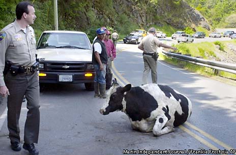 20 dairy cows tumble from cliff in Marin / All but 3 merely 'dazed