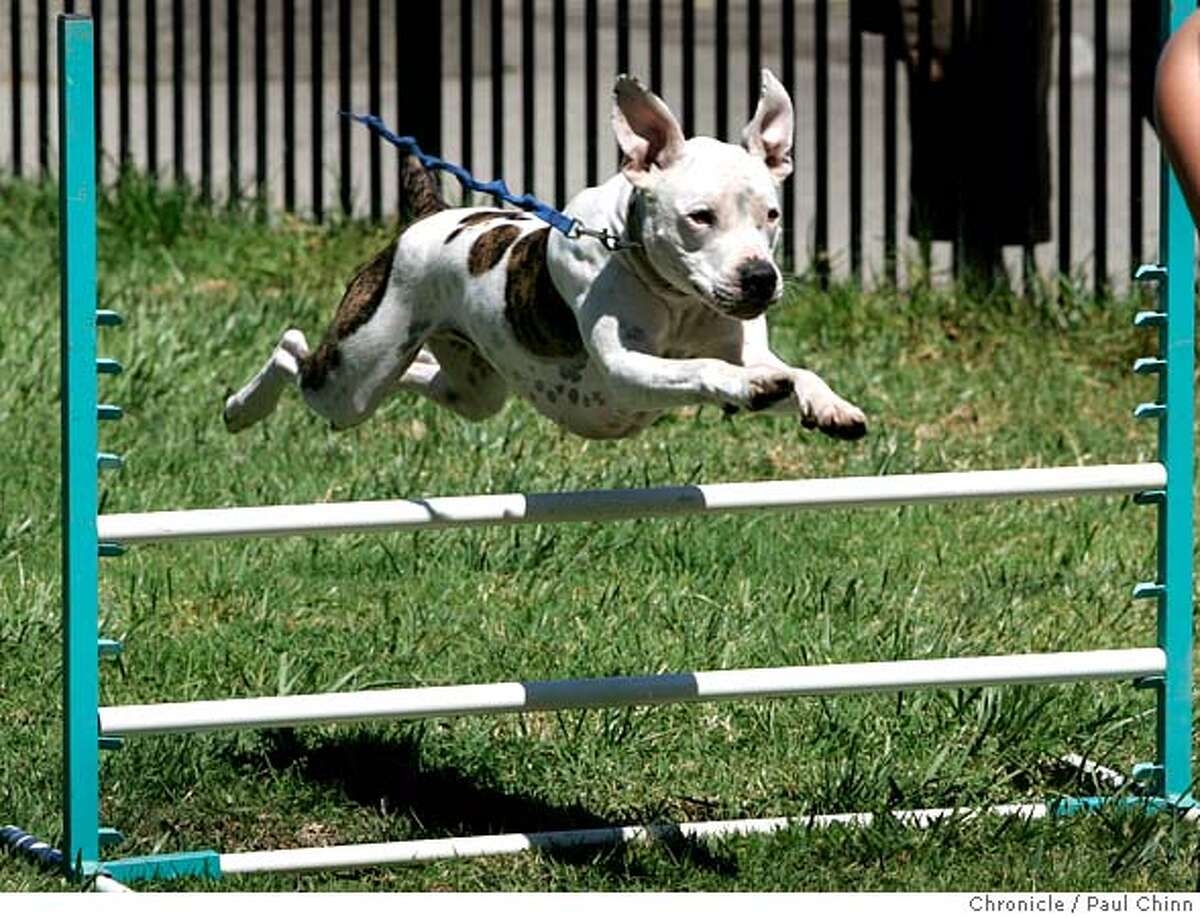 OAKLAND / Pit bull fanciers eager to polish dog's image / Group