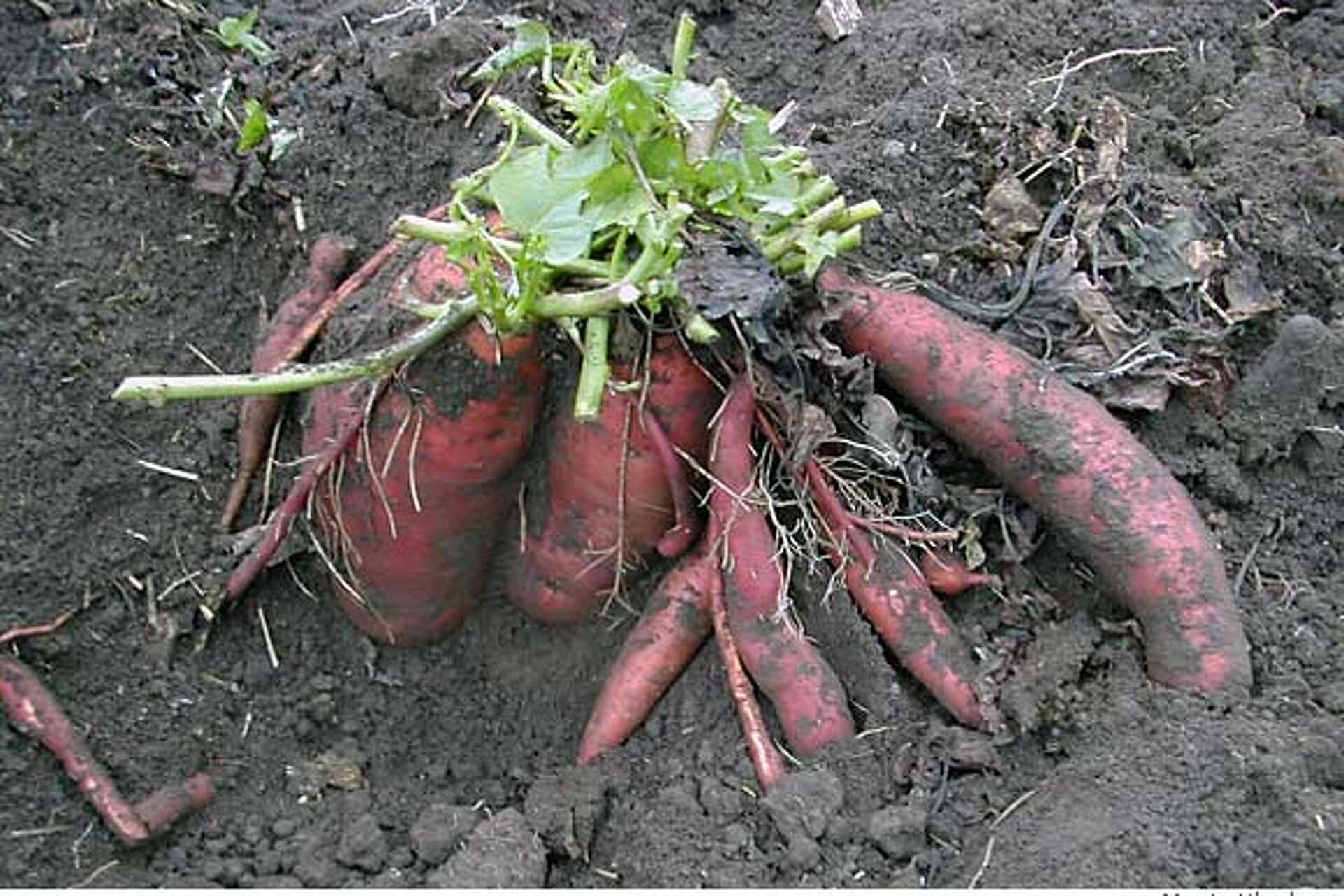 Tests discover the secrets to a successful sweet potato crop, image size:1920x1280