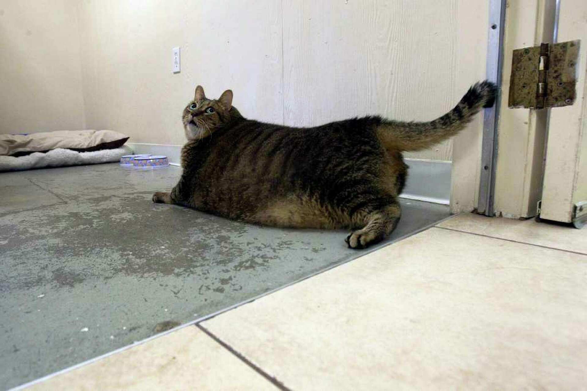 Tiny Tim, Houston's beloved fat cat, has cancer