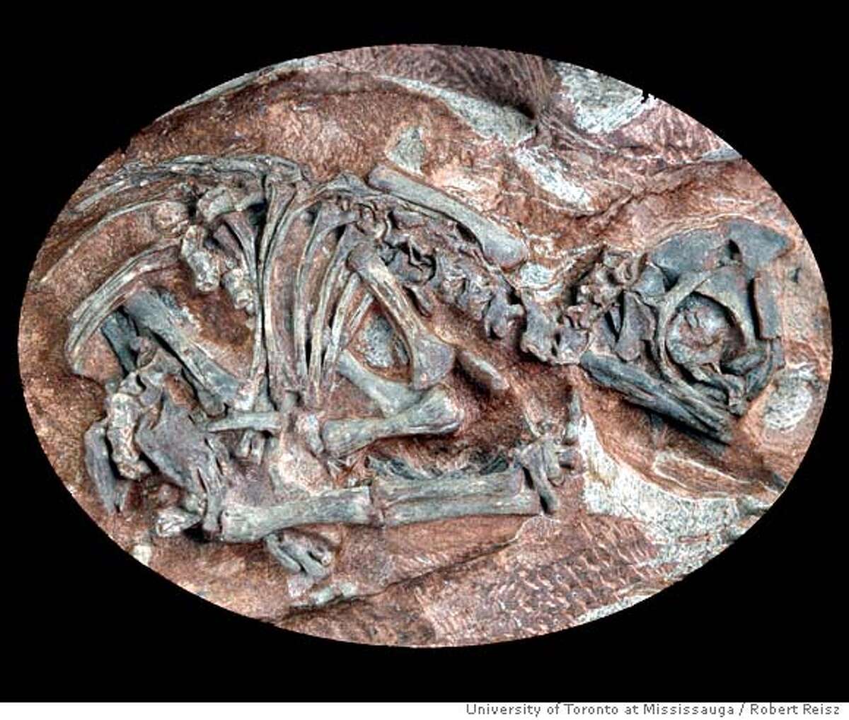 inside fossilized dinosaur egg
