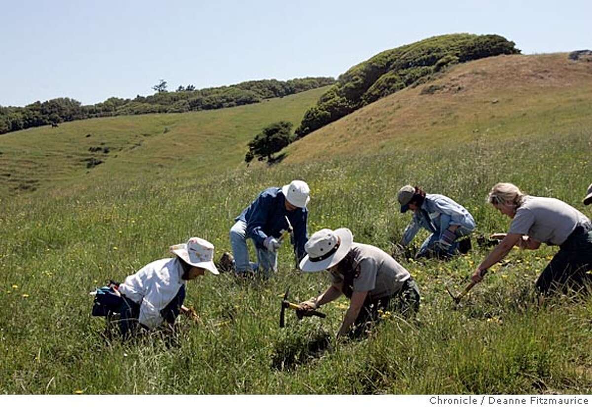Weeding out invaders / Saturday volunteers get their hands dirty at ...