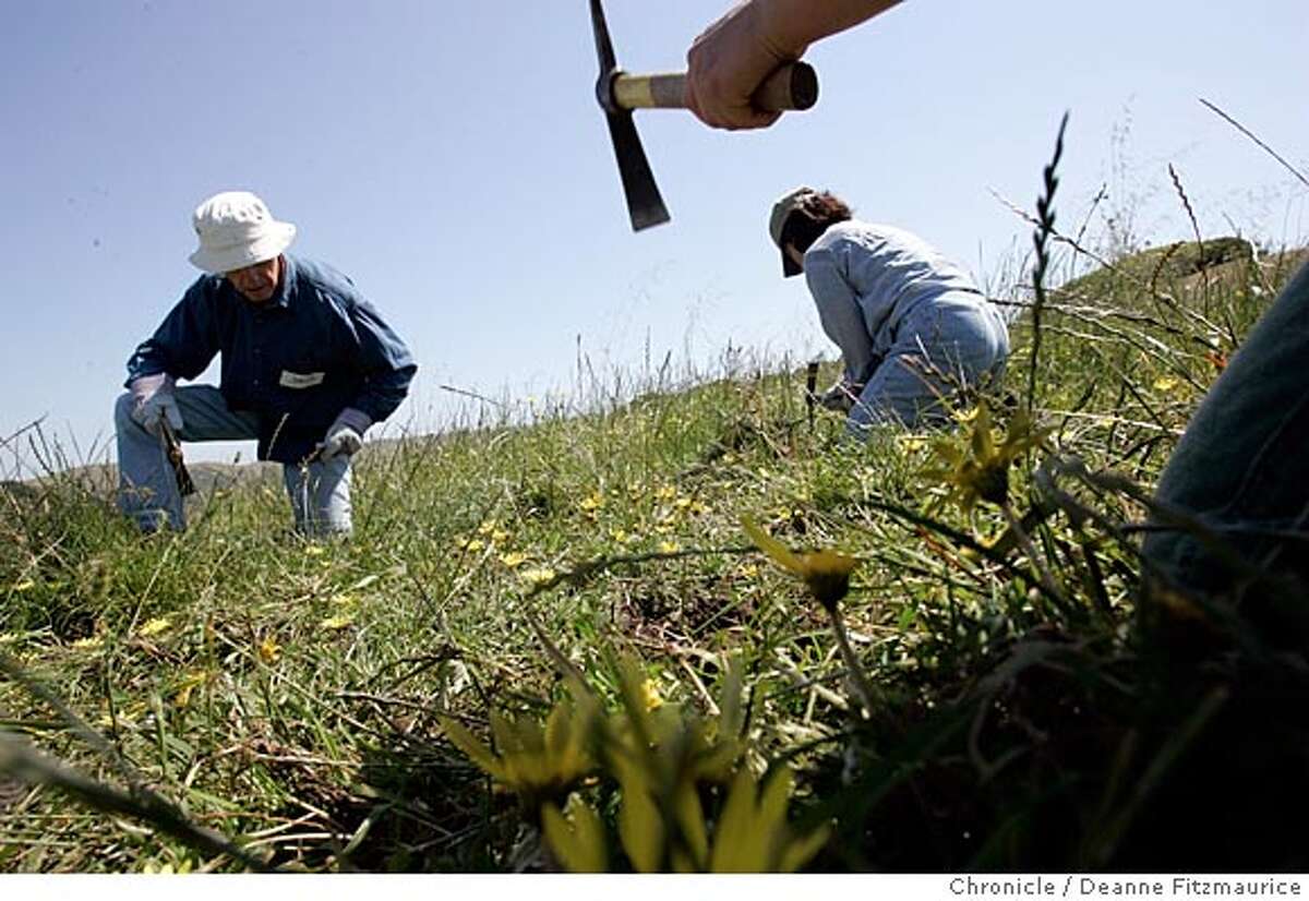 Weeding out invaders / Saturday volunteers get their hands dirty at ...