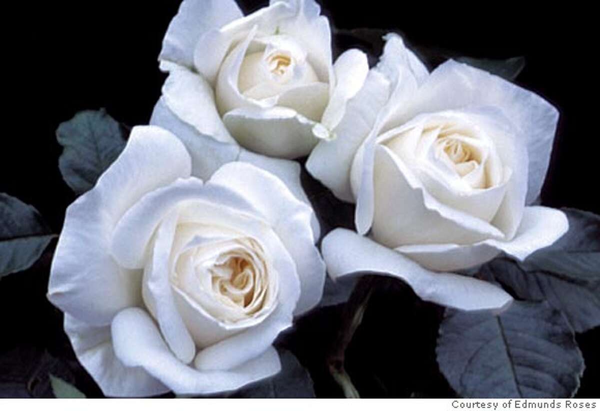 Fragrant roses for famous women