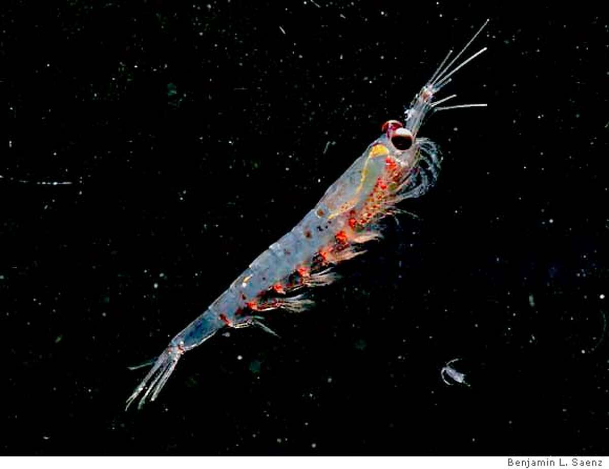 Krill pictures for article about the California Current. Photo by Benjamin L. Saenz