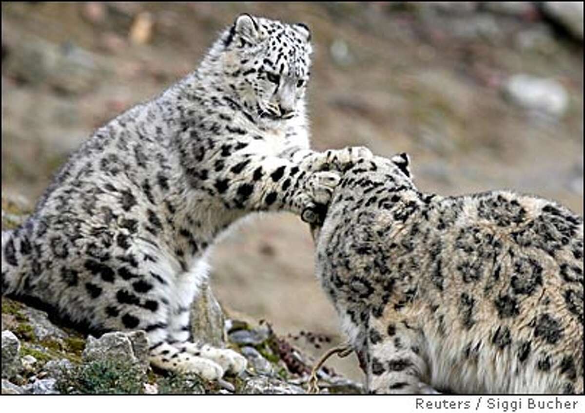 Snow leopard. Снежный Барс Ирбис семья. Снежный Барс Ирбис леопард. Ирбис Пакистане. Снежный Барс uncia uncia численность.