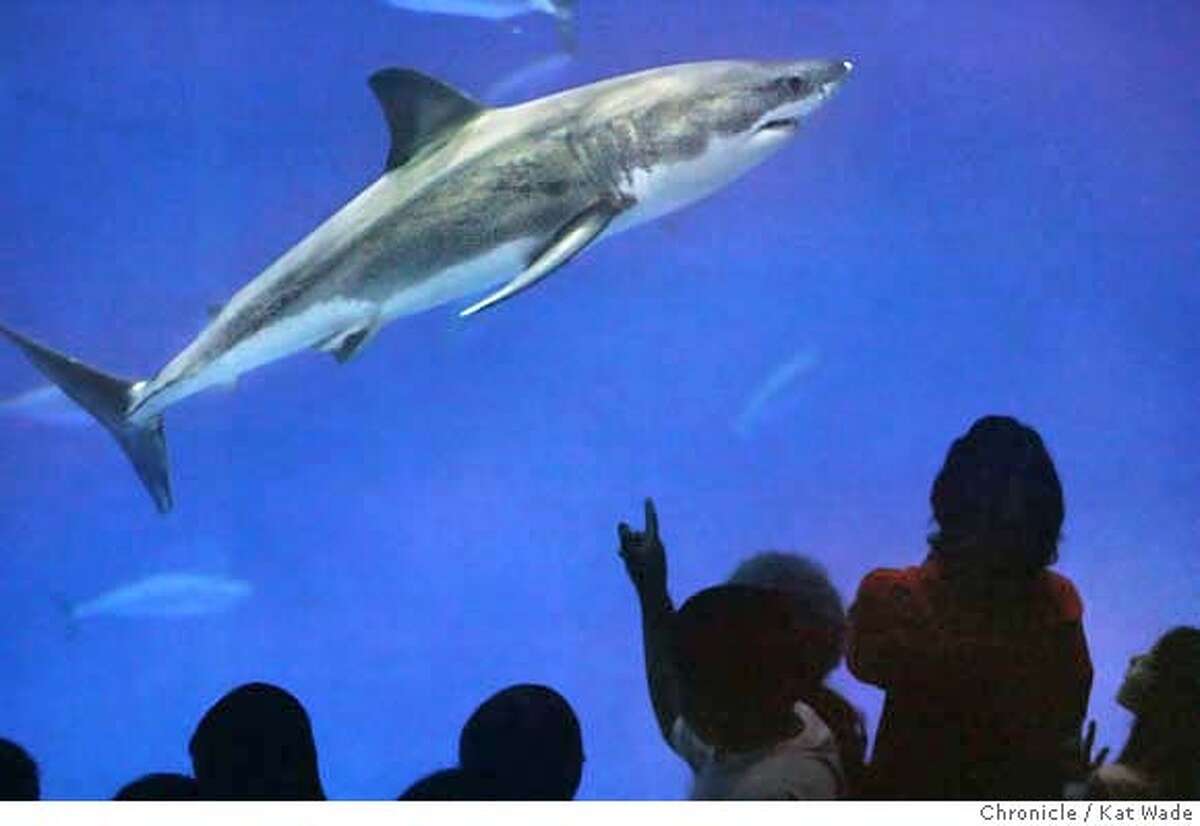 SHARKXX_0074_KW_.jpg The Monterey Bay Aquarium displays its new White Shark, Carcharodon carcharias, commonly known as a Great White Shark on Thursday October 5, 2006 in their million-gallon Outer Bay exhibit. The new male shark arrived August 31, 2006 and was 5 feet 8 inches long and weighed 104 pounds. The common belief by experts is that White Sharks normal maximum size is 20-feet and 4,200-pounds. Kat Wade/The Chronicle Mandatory Credit for San Francisco Chronicle and photographer, Kat Wade, Mags out