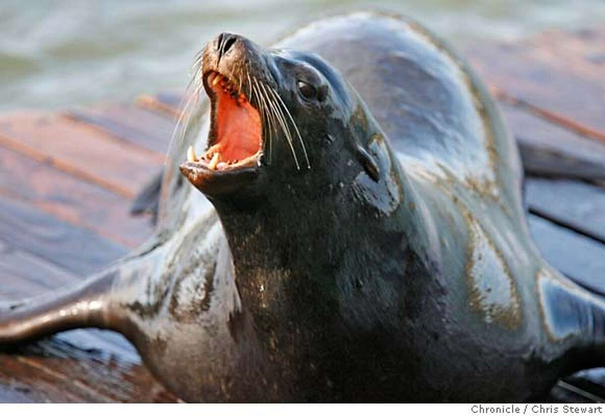 CALIFORNIA / Seals, sea lions may endanger state's fisheries