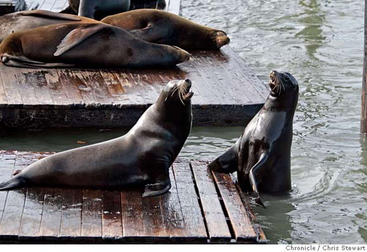 CALIFORNIA / Seals, sea lions may endanger state's fisheries