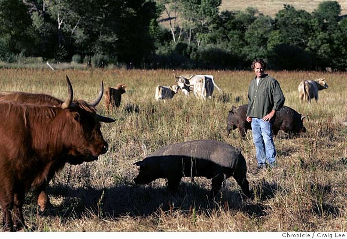 Photo of Ted Fuller in the pasture with his animals. Story on heritage meats, as in beef, pork and lamb, old-fashioned breeds that are being reintroduced by small ranchers/farmers all over the US to make better meat and preserve biodiversity. Ted Fuller, a rancher in Vacaville, raises heritage meats and sells them at the Ferry Plaza and Berkeley farmers markets. Event on 6/20/05 in Vacaville. Craig Lee / The Chronicle