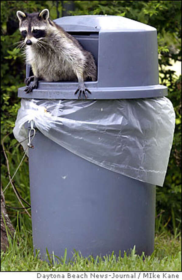 Pack of raccoons attacks a couple in the Richmond District SFGate