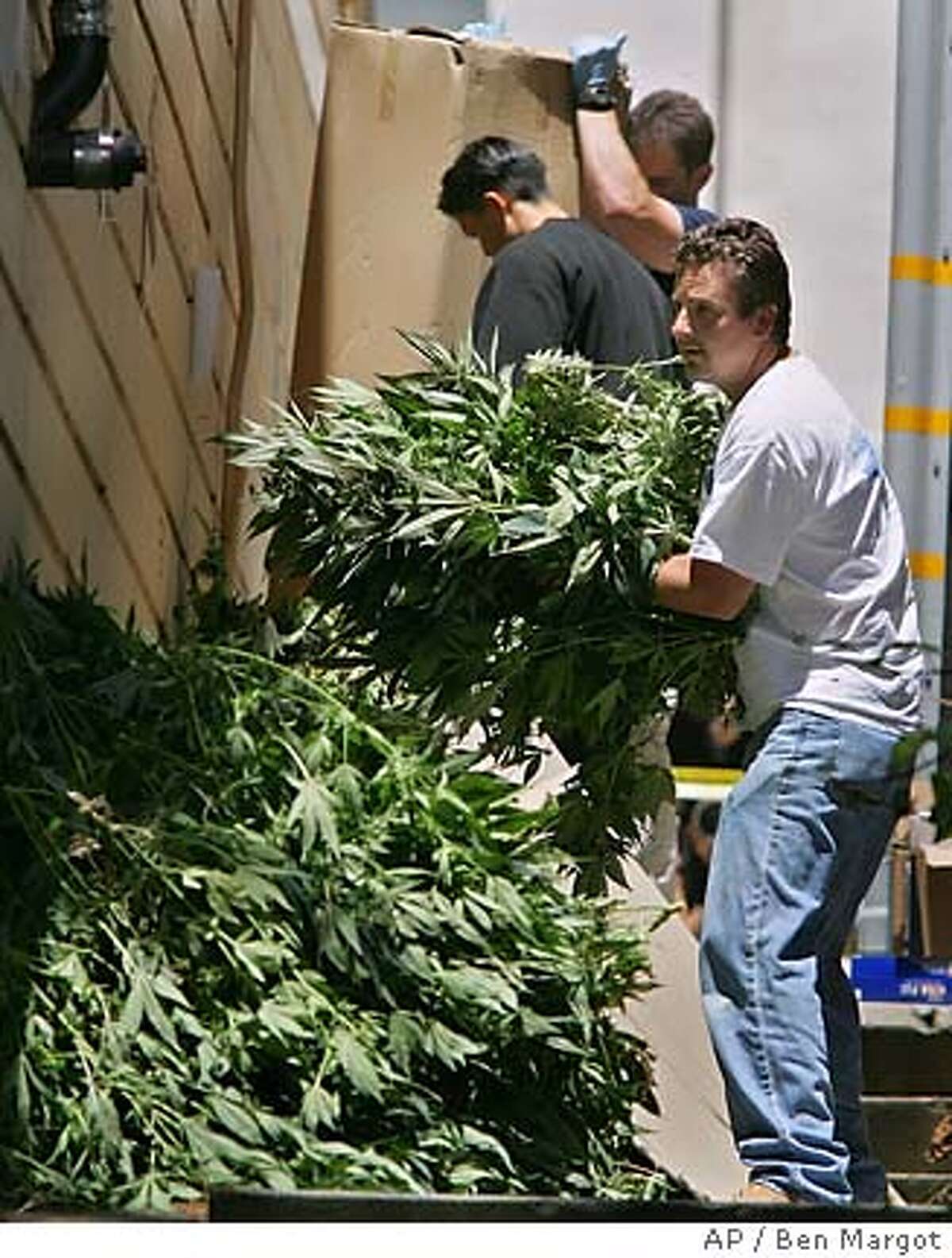Drug Enforcement Agents remove marijuana plants from a dispensary Wednesday, June 22, 2005, in San Francisco. (AP Photo/Ben Margot)