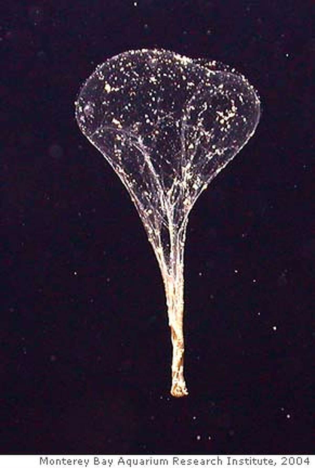 When a larvacean's mucus nets become clogged, the animal swims free. The abandoned nets then collapse like a deflated balloon and sink rapidly, carrying tiny animals and food particles toward the seafloor. Vehicle = TiburonTiburon Dive# = 762Lat= 36.32117844Lon= -122.88875580Depth= 979.2 m Temp= 3.961 C Sal= 34.379 PSU Oxy= 0.36 ml/l Xmiss= 84.4%Source= digitalImages/Tiburon/2004/tibr762/DSCN0462.JPGEpoch seconds= 1100658470Beta timecode= 11:13:27:20